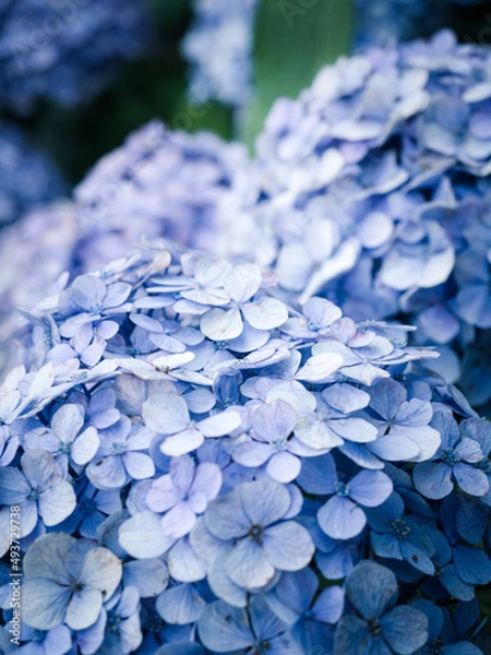 Obraz 紫陽花