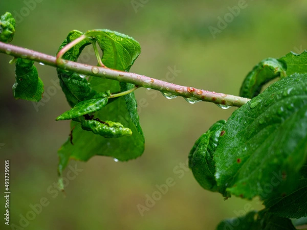 Obraz 葉と茎と水滴