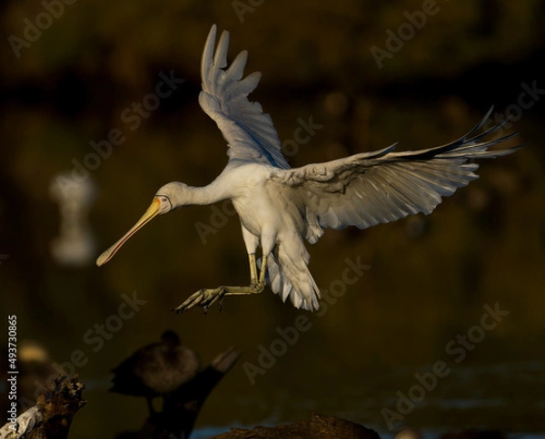 Obraz Yellow-Billed Spoonbill
