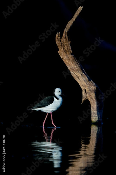 Obraz Pied Stilt