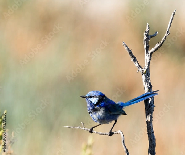 Obraz bird on a branch