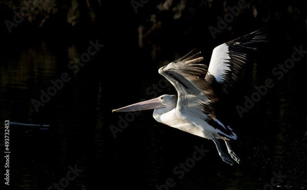 Obraz pelican in flight
