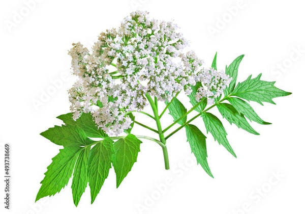 Fototapeta Valerian herb flower sprigs isolated on white background. Save work path