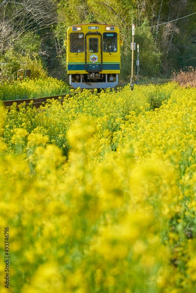 Obraz 菜の花畑を走るローカル列車　いすみ鉄道