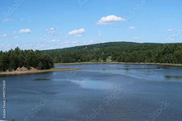 Obraz river in the forest