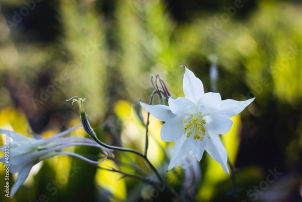 Fototapeta Aquilegia. Garden plant. Flowers close up