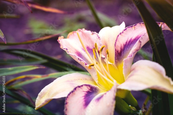 Fototapeta Pink daylilies. Garden flowers. Blooming garden