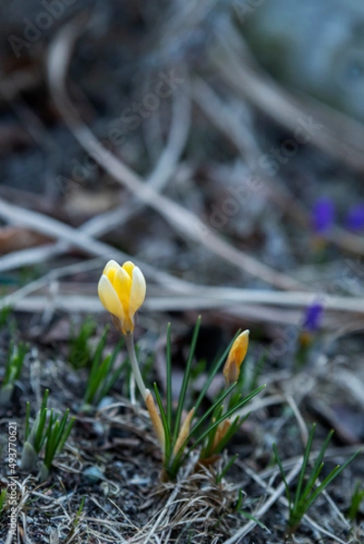 Fototapeta The first spring crocus flowers