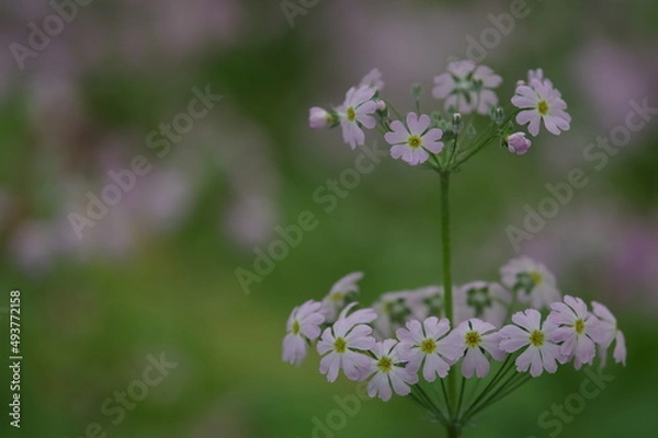 Fototapeta 報春花