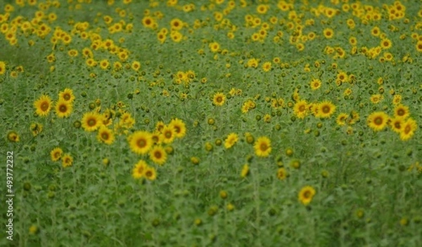 Fototapeta ひまわり
