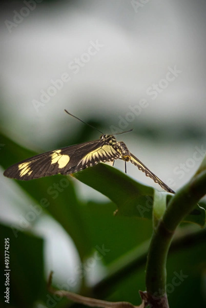 Obraz butterfly on a leaf
