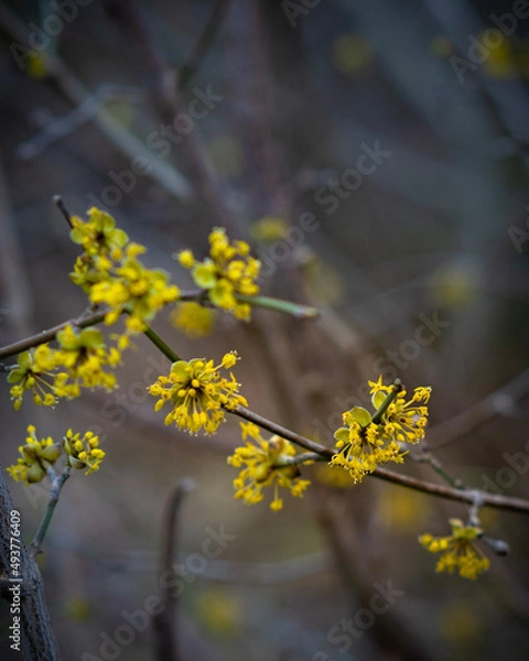 Obraz Kornelkirsche Blüte im Winter oder Frühling