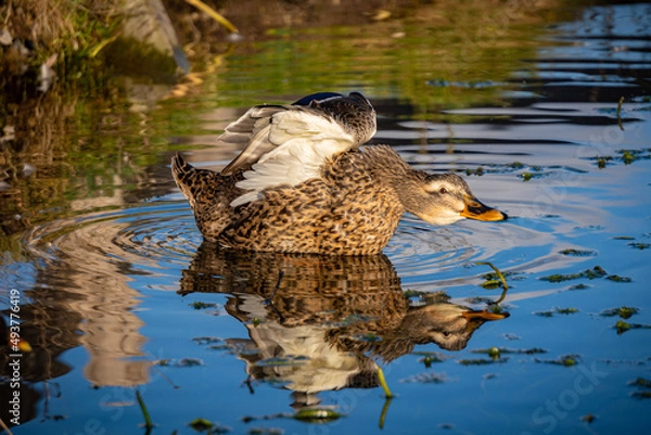 Obraz duck on the water