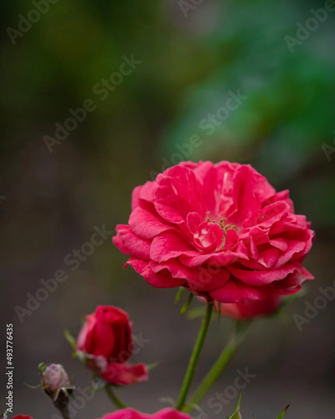 Obraz red rose flower