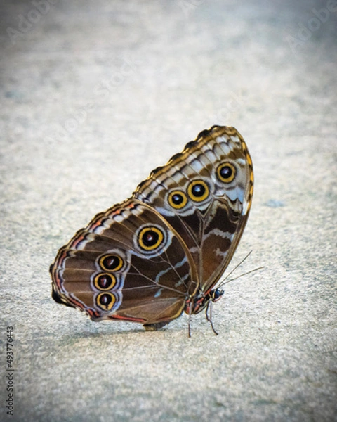 Obraz butterfly on the wall