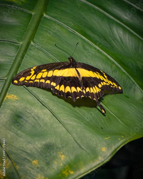 Obraz butterfly on leaf