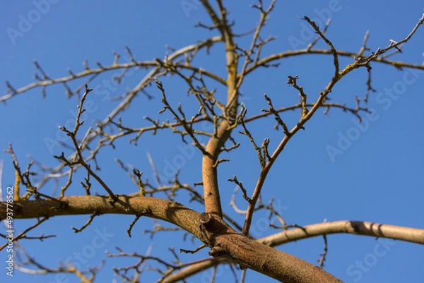 Fototapeta Bottom view of the bare branches of an apple tree growing against the blue sky