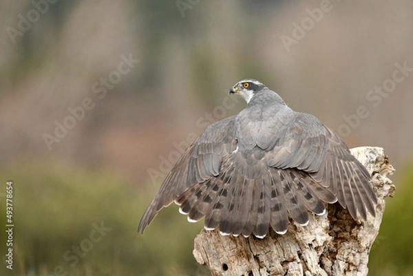 Fototapeta Un azor vigila desde su posadero en el bosque
