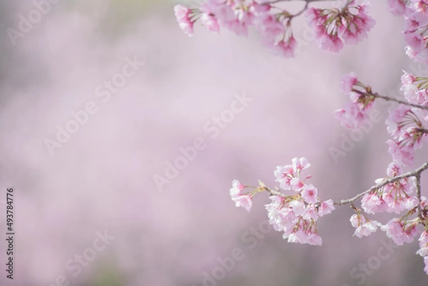 Fototapeta 満開の桜の花　寒緋桜