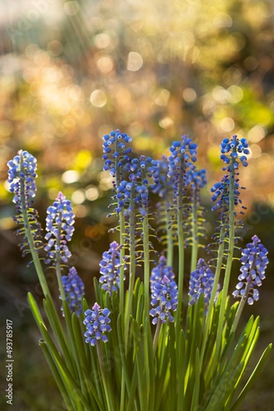 Fototapeta Grape hyacinths in the sunlight