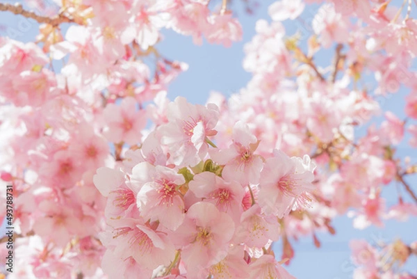 Fototapeta 河津桜