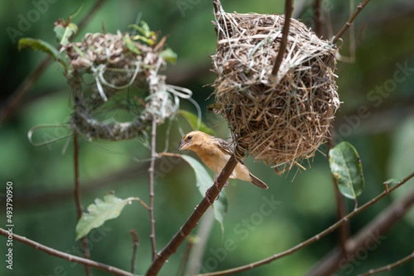 Obraz Asian Golden Weaver