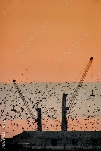 Obraz crane at sunset