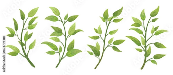 Fototapeta Vector designer elements set collection green branch with leaves. Decorative beauty elegant illustration for design leaf in watercolor style.
