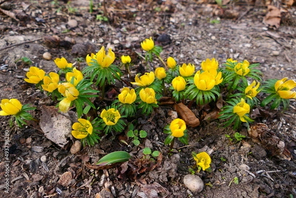 Fototapeta Eranthis hyemalis