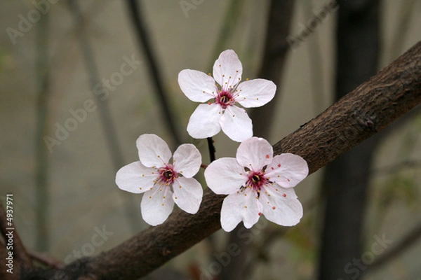 Obraz Drei Frühlingsboten