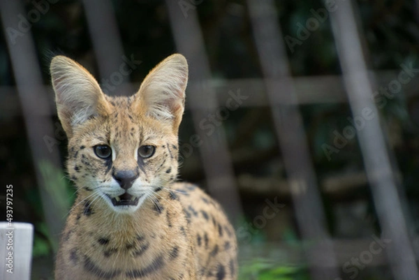 Fototapeta サーバル