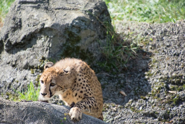 Fototapeta チーター