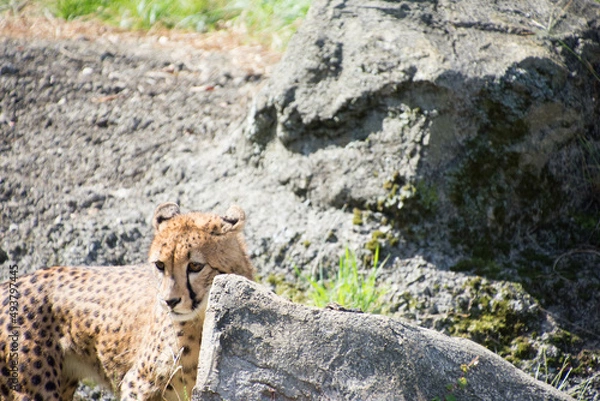 Fototapeta チーター