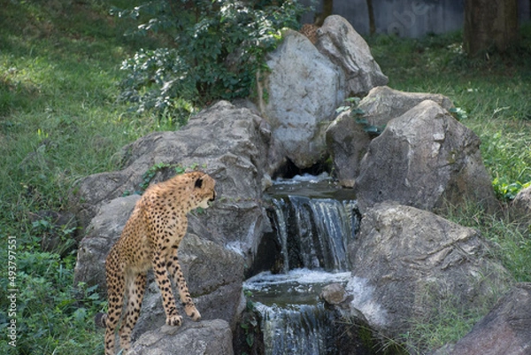 Fototapeta チーター