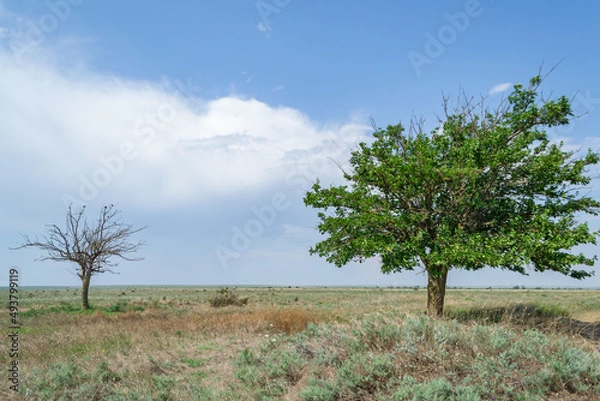 Obraz Alive and dead. Landscape with trees. Defocused background. 