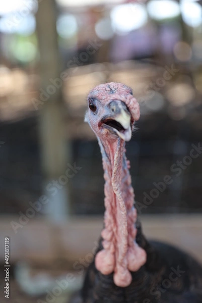 Fototapeta wild turkey