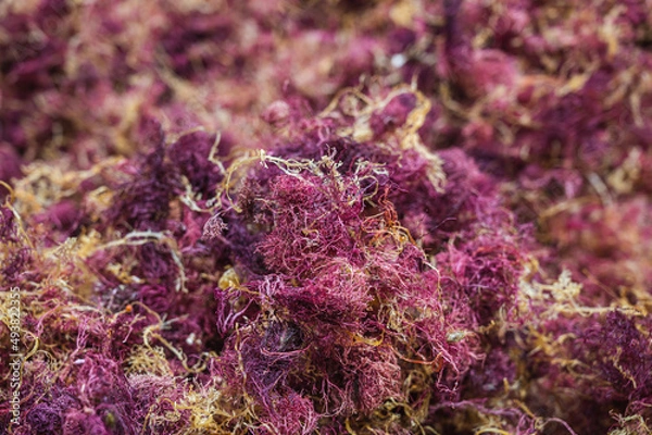 Fototapeta 未晒し天草