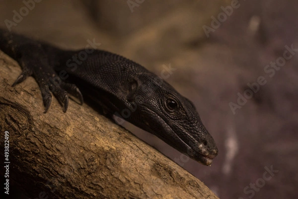 Obraz Black skink