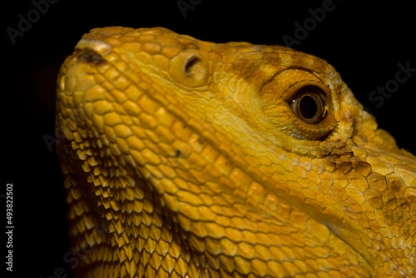 Obraz Golden iguana