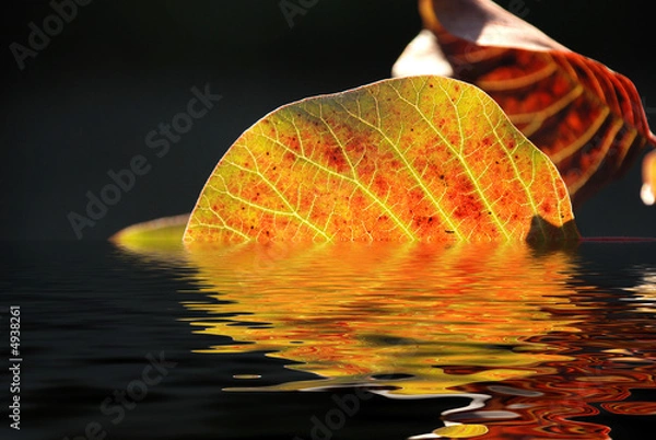 Obraz Feuille d'automne