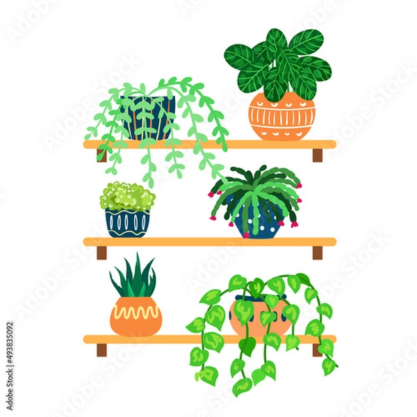 Obraz Vector illustration of  shelves with houseplants in flower pots