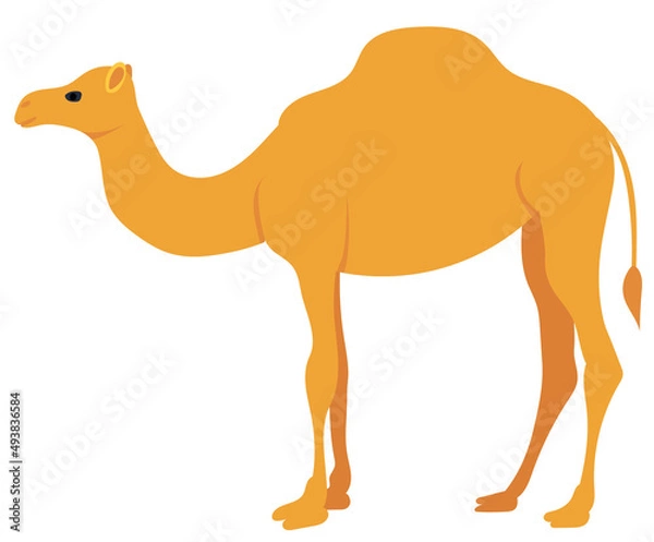 Obraz camel flat design, isolated, vector