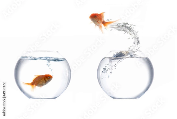 Obraz Jumping golden fish
