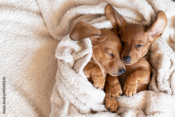 Fototapeta Cute sleeping dachshund puppies. Beautiful little dogs lie on the bedspread.
