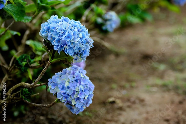 Fototapeta blue hydrangea garden