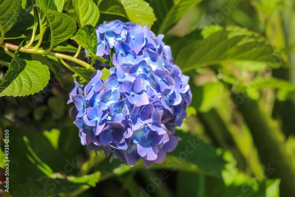 Fototapeta blue hydrangea flower