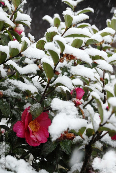 Fototapeta 雪の椿
