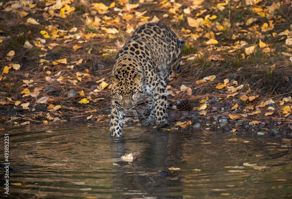 Fototapeta Amur Leopard