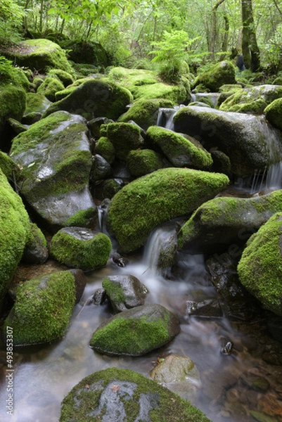 Fototapeta deep forest and waterfall with green moss covered rocks