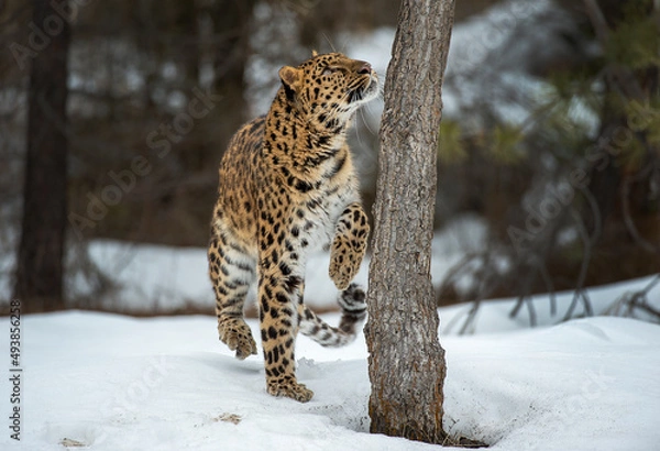 Fototapeta Amur Leopard